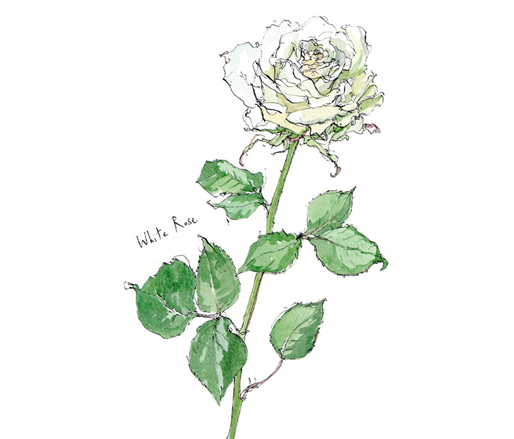 Drawing of white rose.